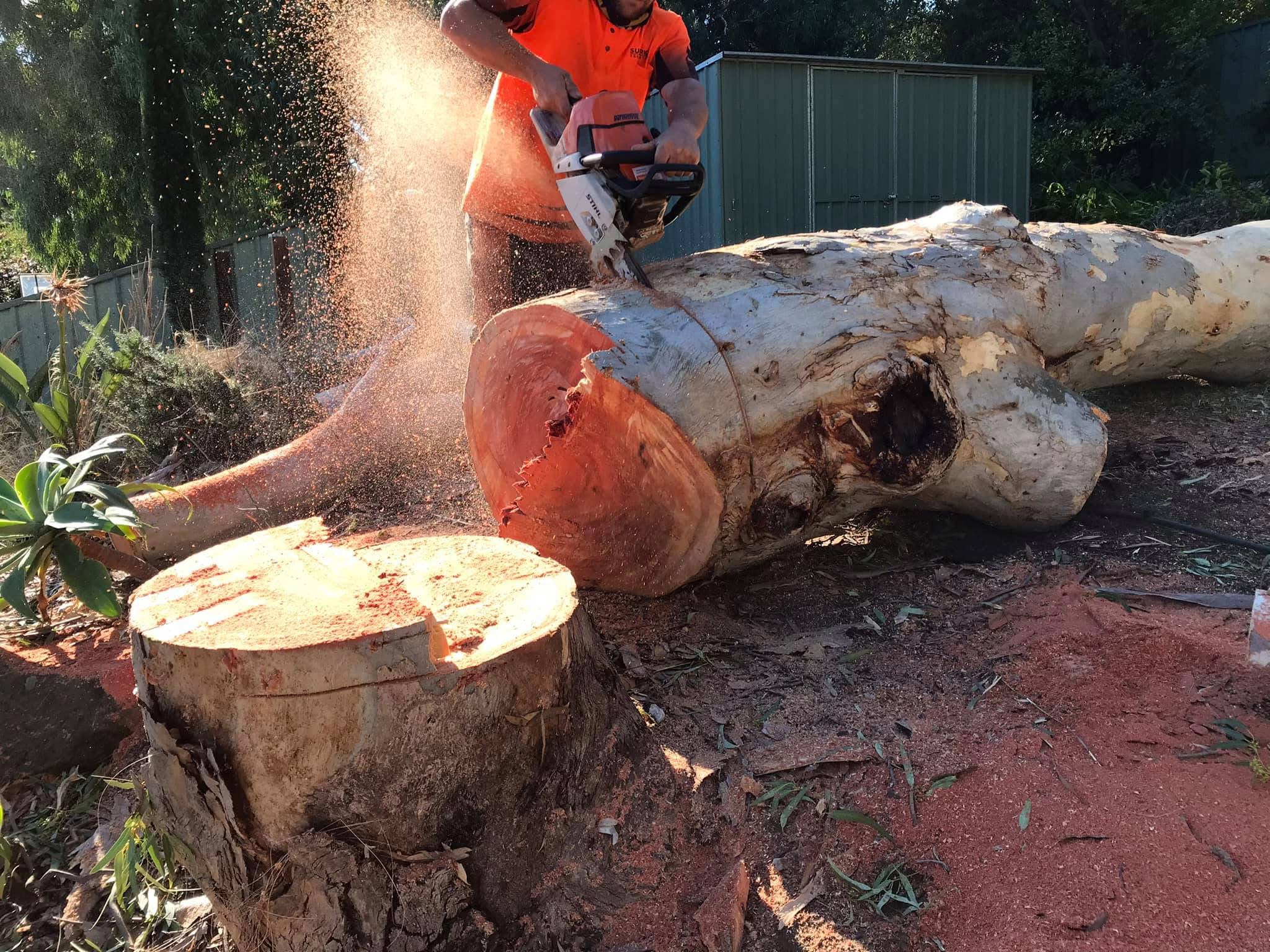 Tree removal and arborist work on an Adelaide property