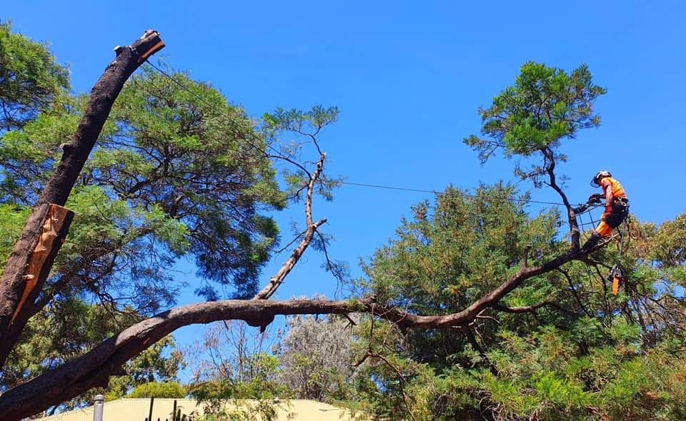 Pruning and tree care work in suburban Adelaide