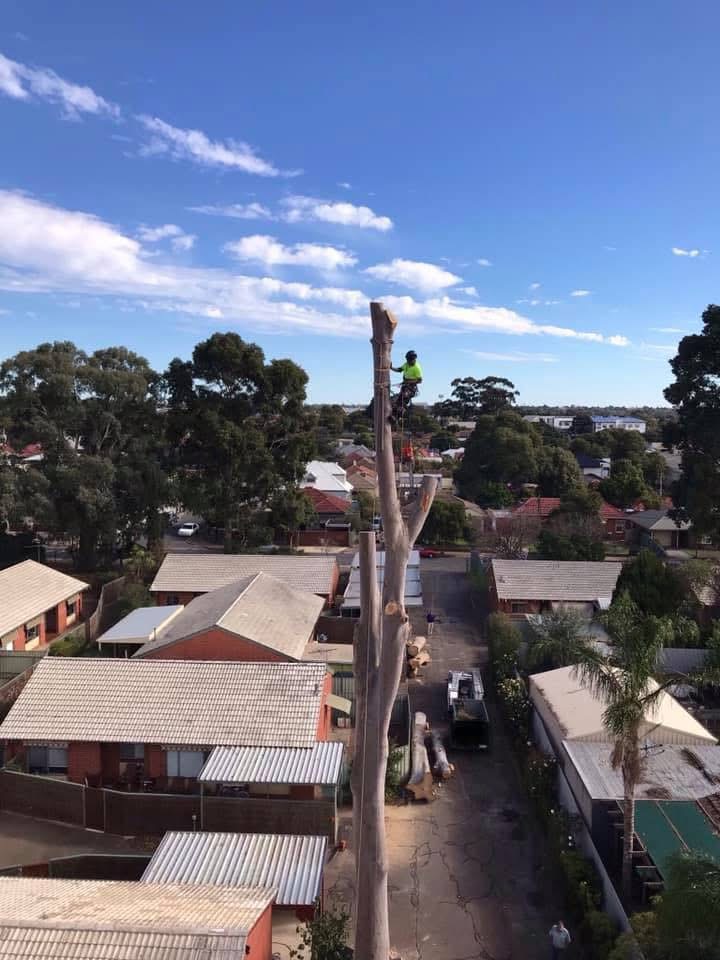 Tree removal and arborist work on an Adelaide property