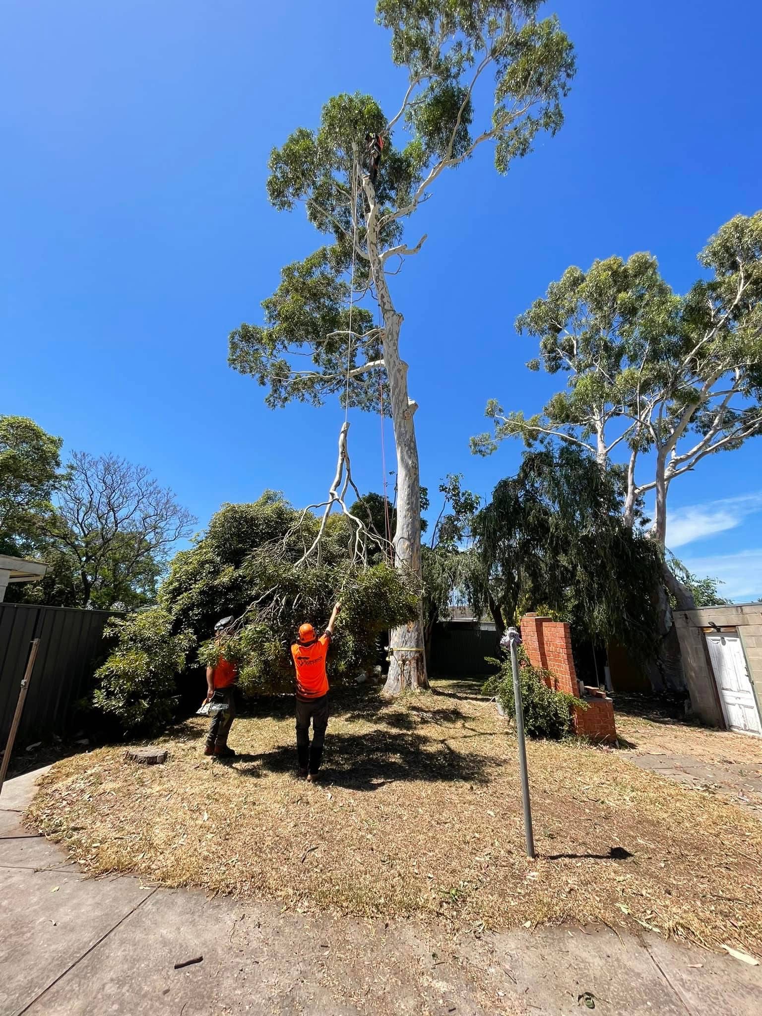 Pruning and tree care work in suburban Adelaide