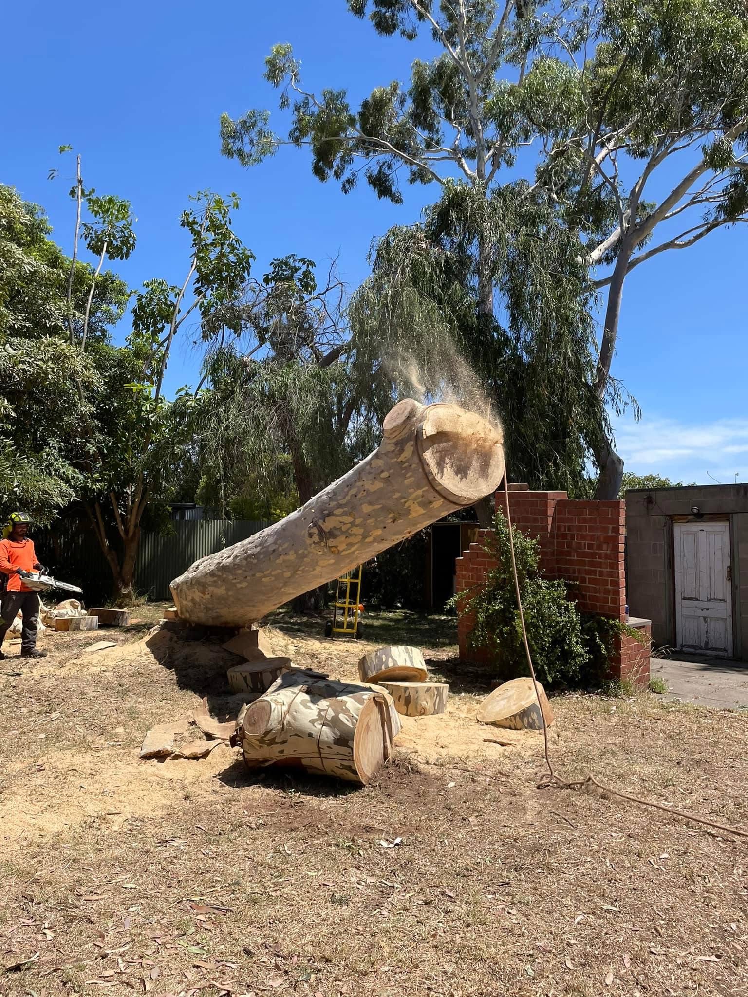 Stump grinding and site cleanup on an Adelaide property