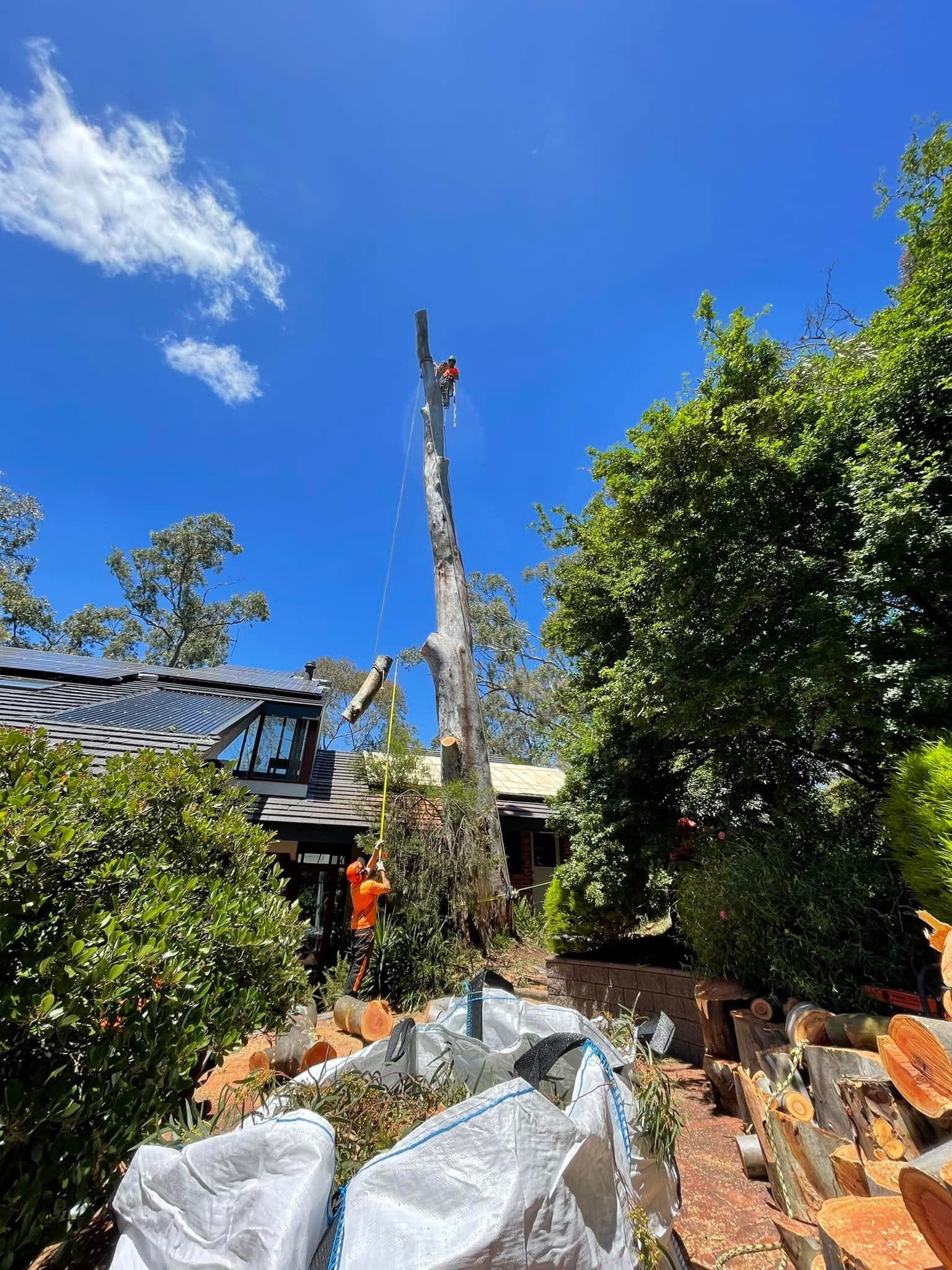 Recent tree work completed by Superior Tree and Stump