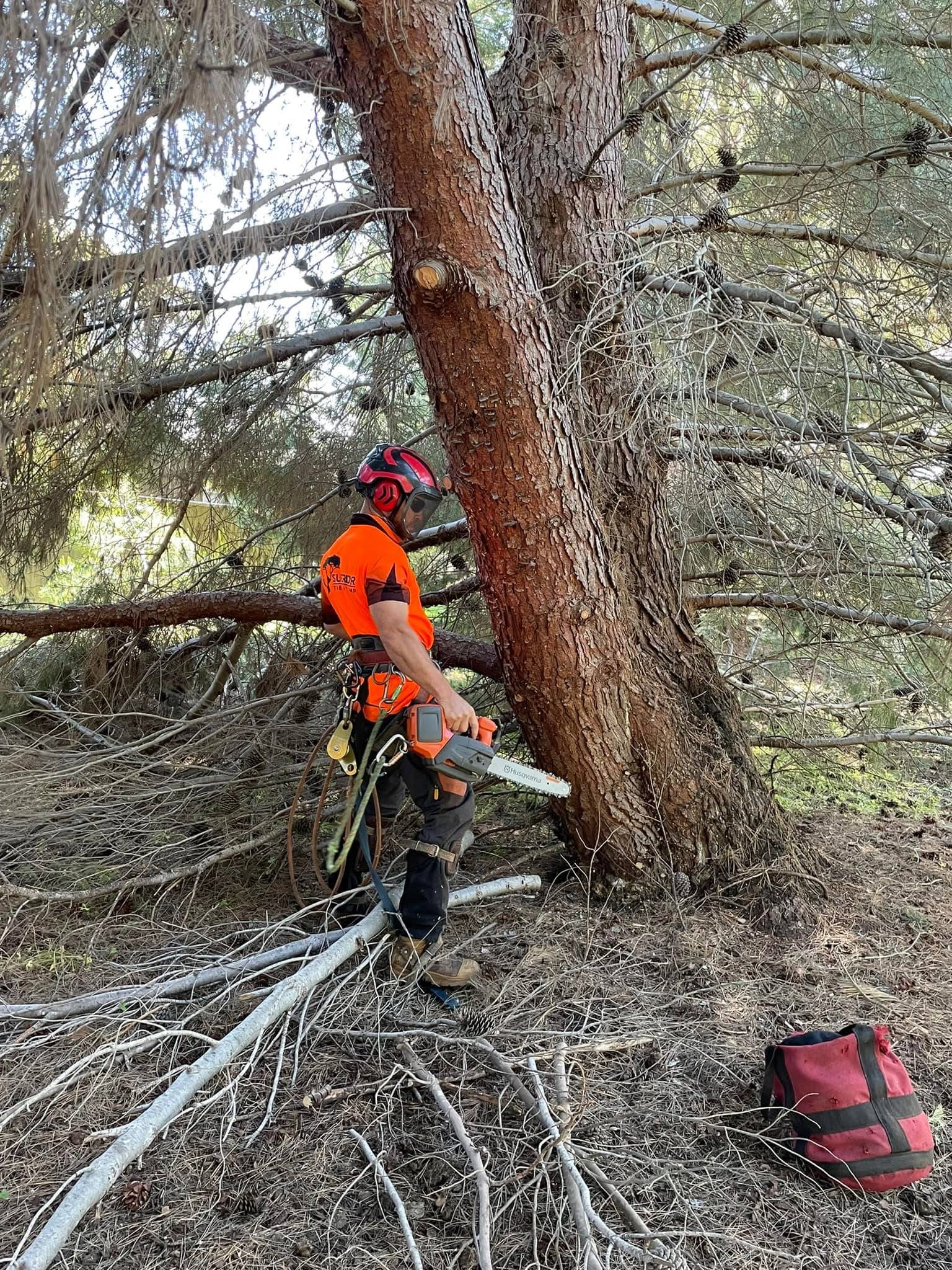 Pruning and tree care work in suburban Adelaide