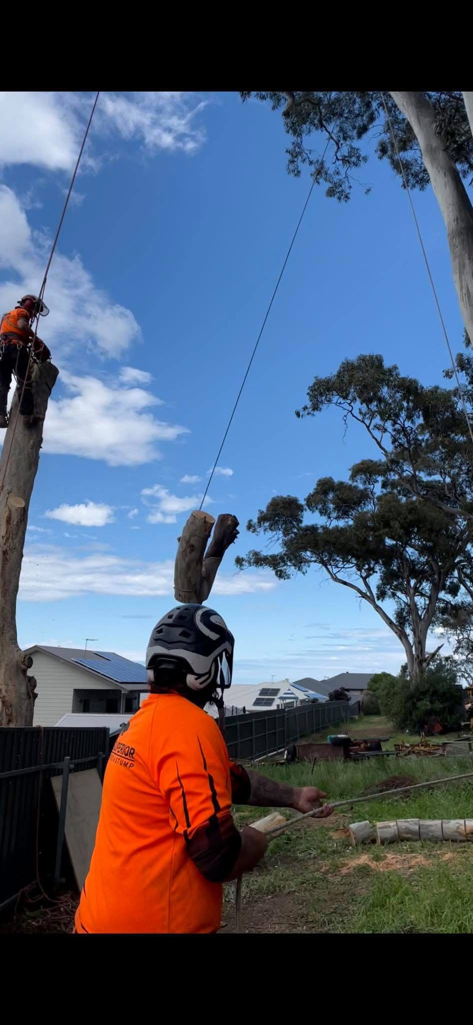 Stump grinding and site cleanup on an Adelaide property