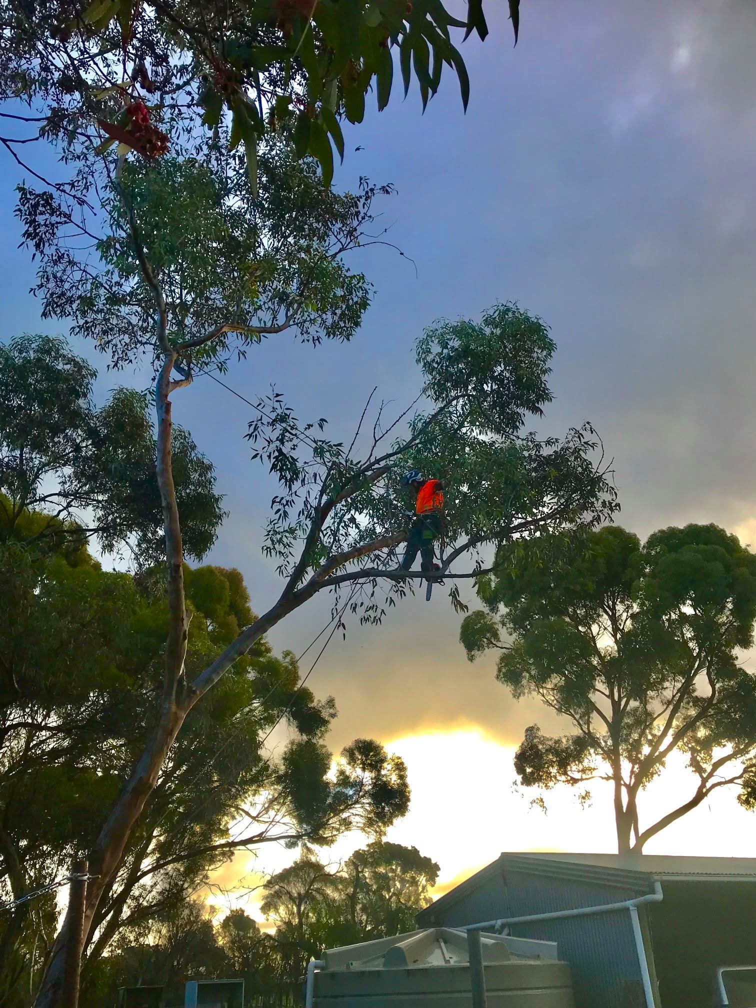 Tree removal and arborist work on an Adelaide property