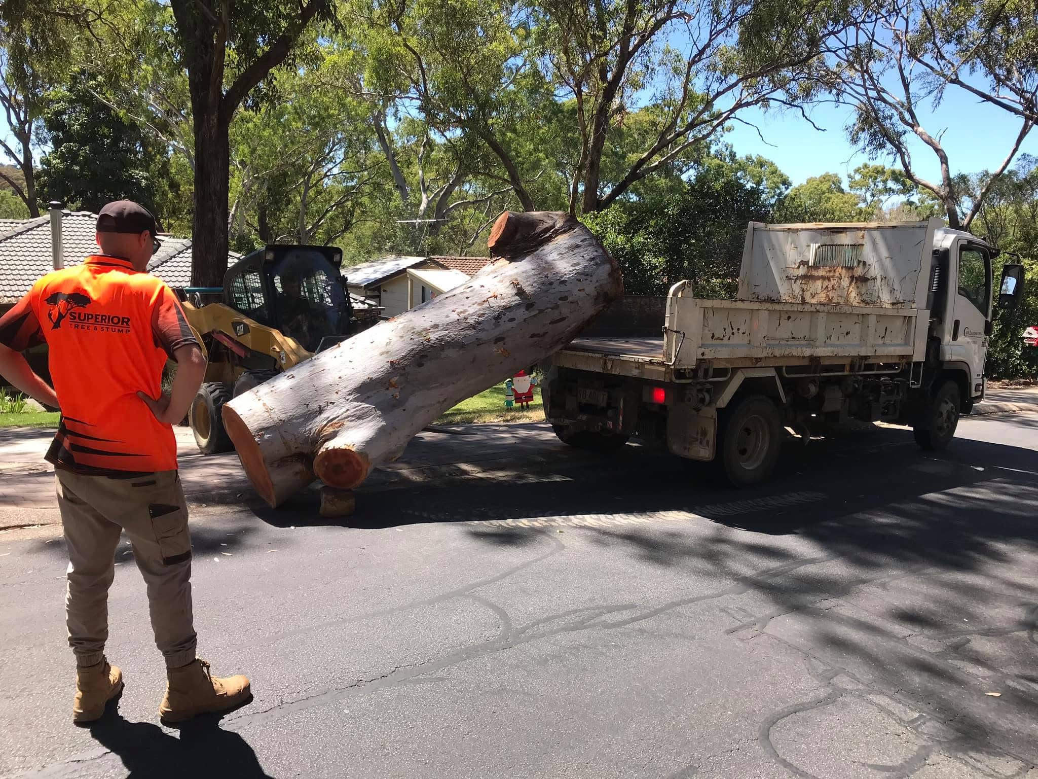 Pruning and tree care work in suburban Adelaide